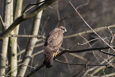 Low angle view of bird perching on branch