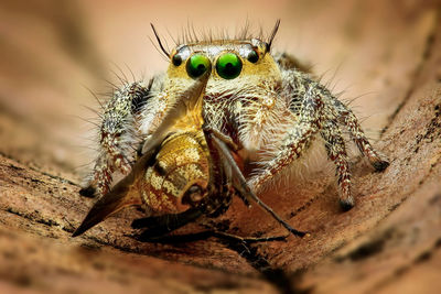 Close-up of spider