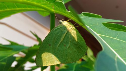 Close-up of insect on plant