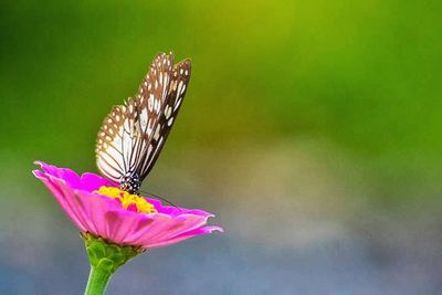 Close-up of butterfly on flower