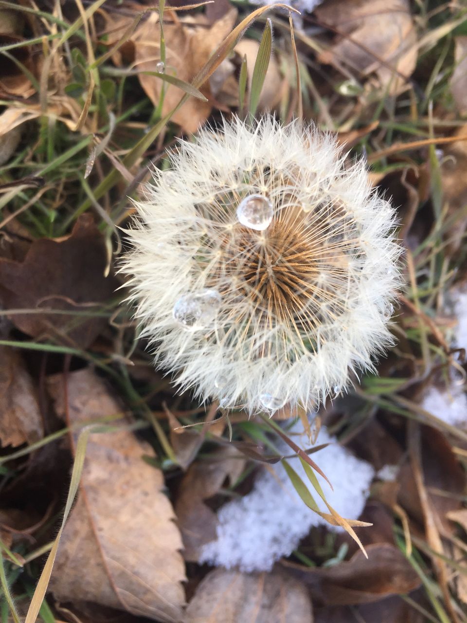 nature, flower, beauty in nature, fragility, growth, plant, tranquility, outdoors, no people, relaxed moments, flower head, tissue, photosynthesis, freshness, close-up, day