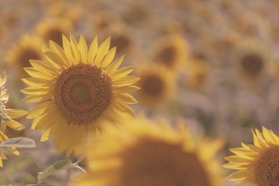 Close-up of sunflower