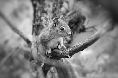 Close-up of squirrel on tree