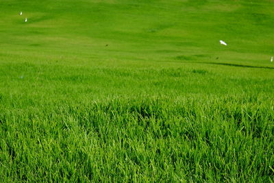 grassland