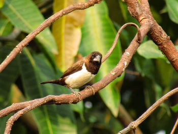 Close-up of bird perching on branch