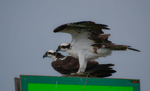 Low angle view of eagle perching on wood against sky