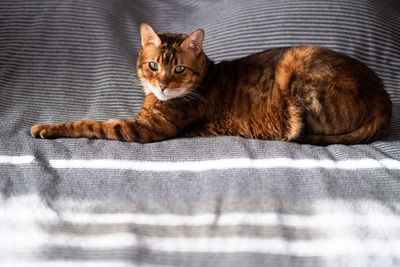 Lazy cat. cute cat lying on bed.