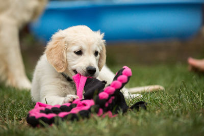 Close-up of puppy on green grass