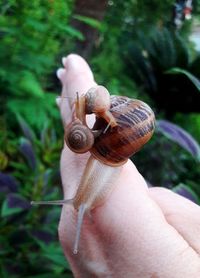 Close-up of snails on hand