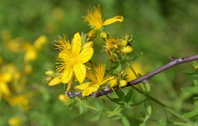 Close-up of yellow flowers