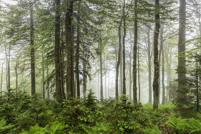 Pine trees in forest