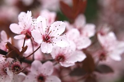 Close-up of cherry blossoms