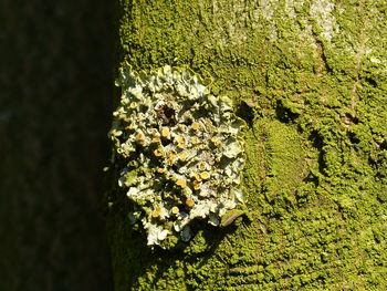 Close-up of ivy growing on tree trunk