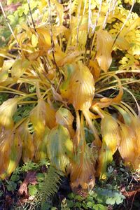 Full frame shot of yellow flowers
