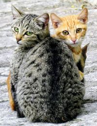 Portrait of cat sitting outdoors