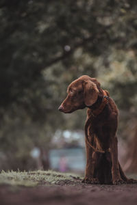 Dog on land looking away