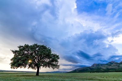 Tree on field against sky