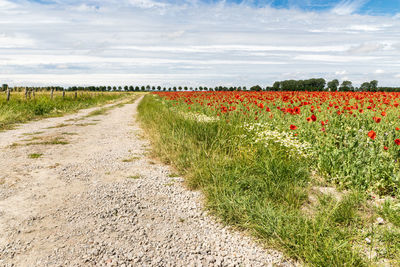 Scenic view of grassy field against sky