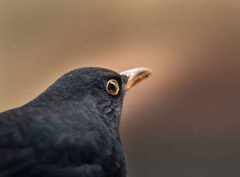 Close-up of bird perching outdoors