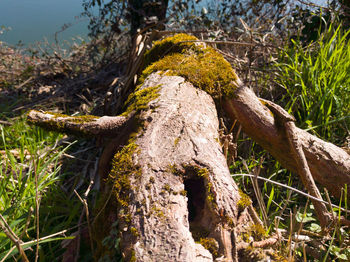 Tree branch in grass