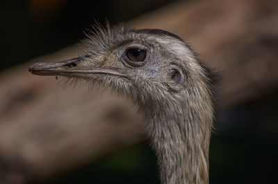 Close-up of bird against blurred background
