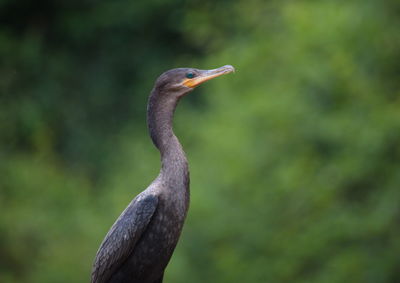 Closeup side on portrait of anhinga snakebird anhinga anhinga hunting pampas del yacuma, bolivia.