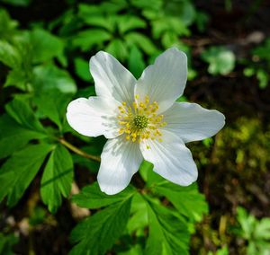 flowering plant