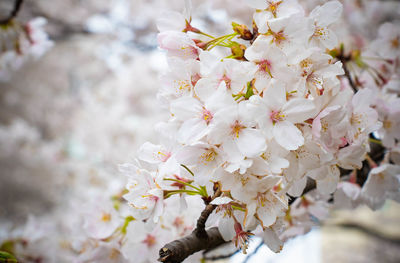 Close-up of white cherry blossom tree