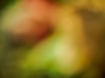 Defocused image of plant