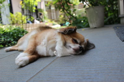 Portrait of dog resting outdoors