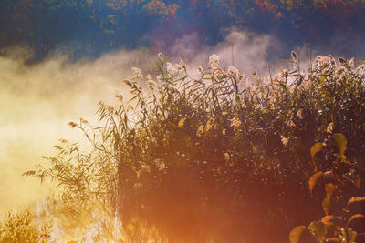 Close-up of plants growing on field against sky