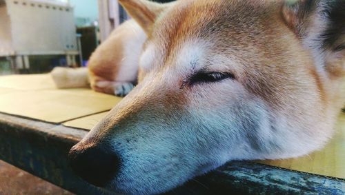 Close-up portrait of dog relaxing