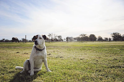 Dog sitting on grassy field