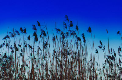 Low angle view of silhouette plants against sky