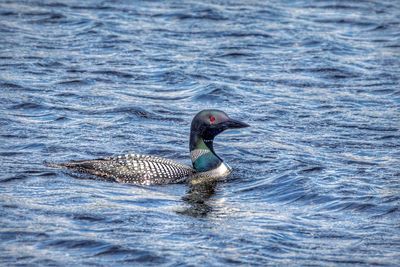 Bird swimming in lake