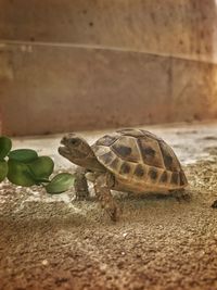 Close-up of tortoise in container