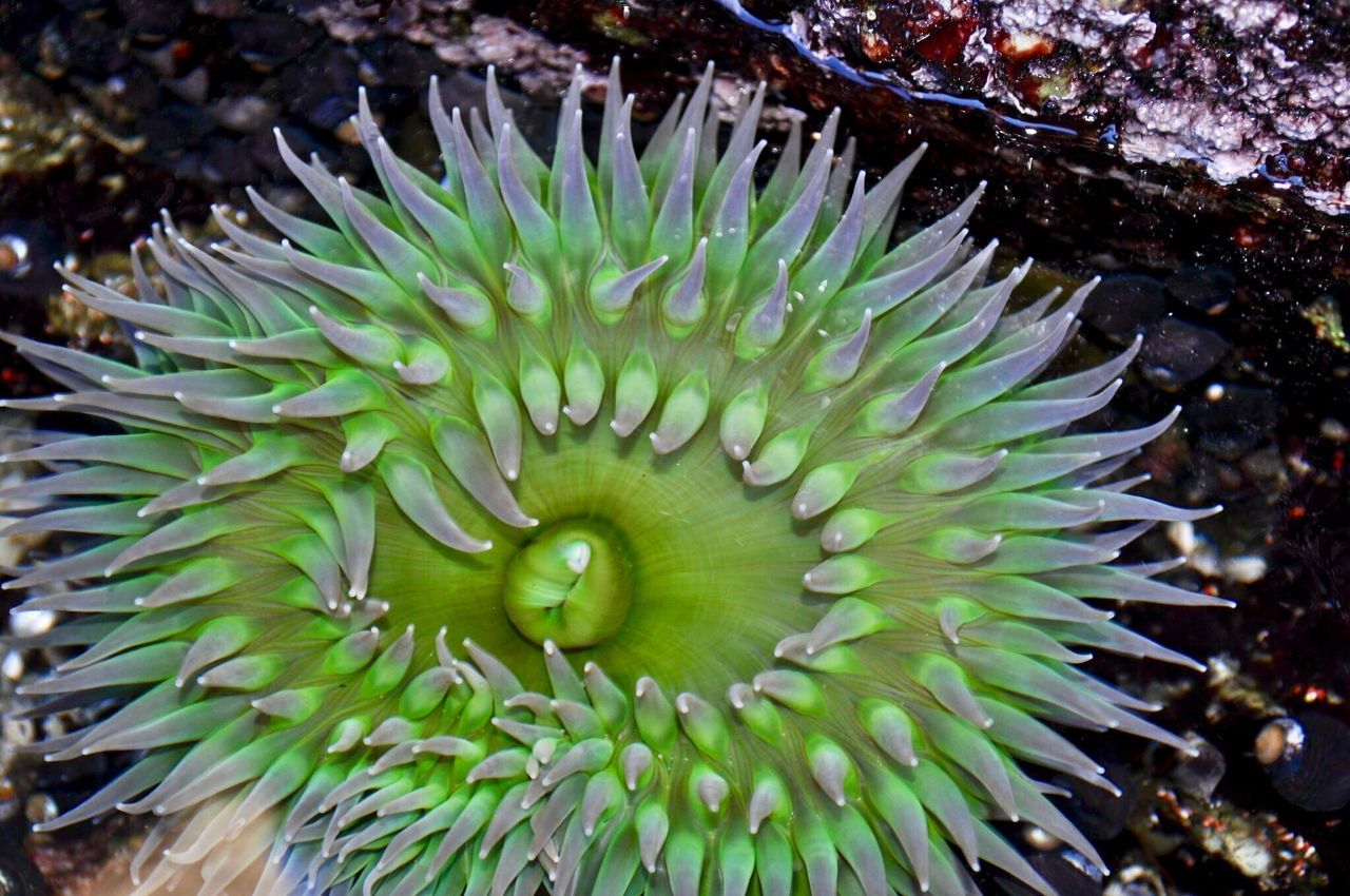 nature, growth, no people, green color, beauty in nature, outdoors, close-up, animals in the wild, animal themes, day, sea life, passion flower