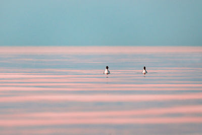 Ducks swimming in lake