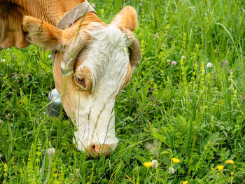 Sheep grazing in a field