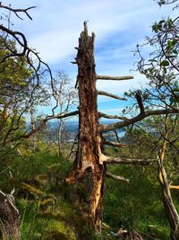 Dead tree on landscape against sky