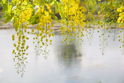 Close-up of yellow flowering plant hanging