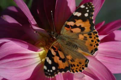 Close-up of butterfly on purple flower