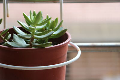 Close-up of succulent plant in pot