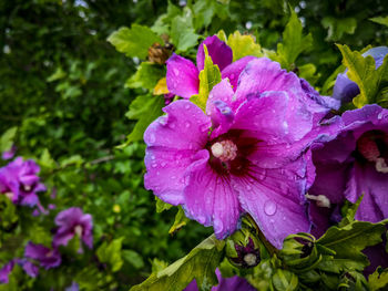 Close-up of pink flowering plant