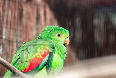 Close-up of parrot in cage
