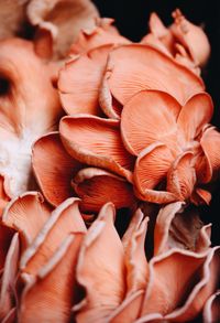 Full frame shot of fresh orange flowers