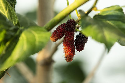 Close-up of strawberry growing on plant