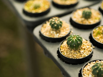 Close-up of cactus in seedling tray