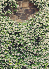 Plants growing on wall