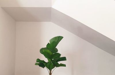 Close-up of plant